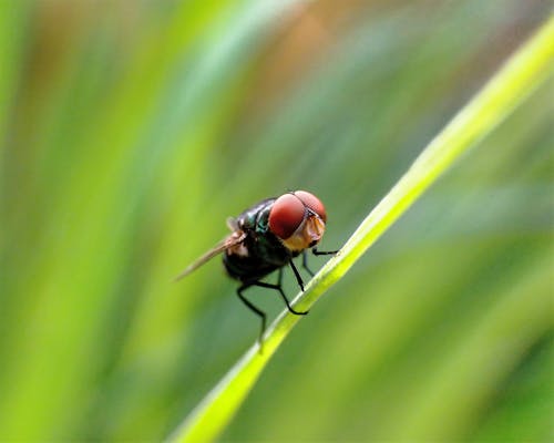 Gratis lagerfoto af entomologi, flue, insekt Lagerfoto