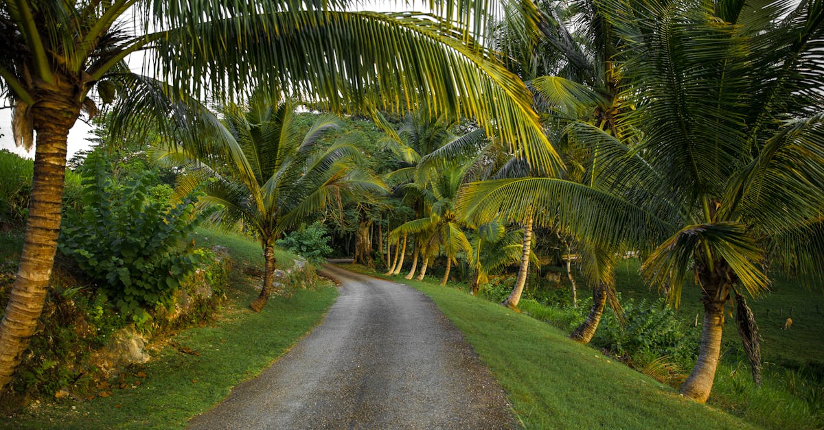 What does Taliban mean in Jamaica