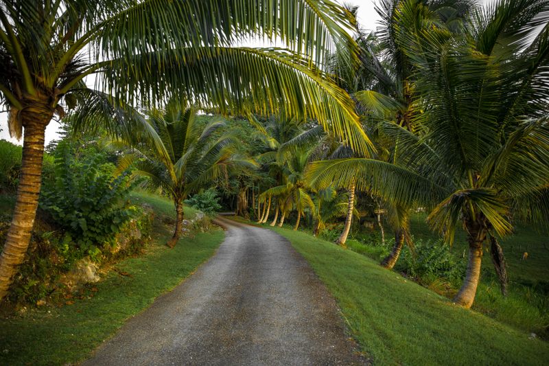Palm-lined coastal road in Jamaica