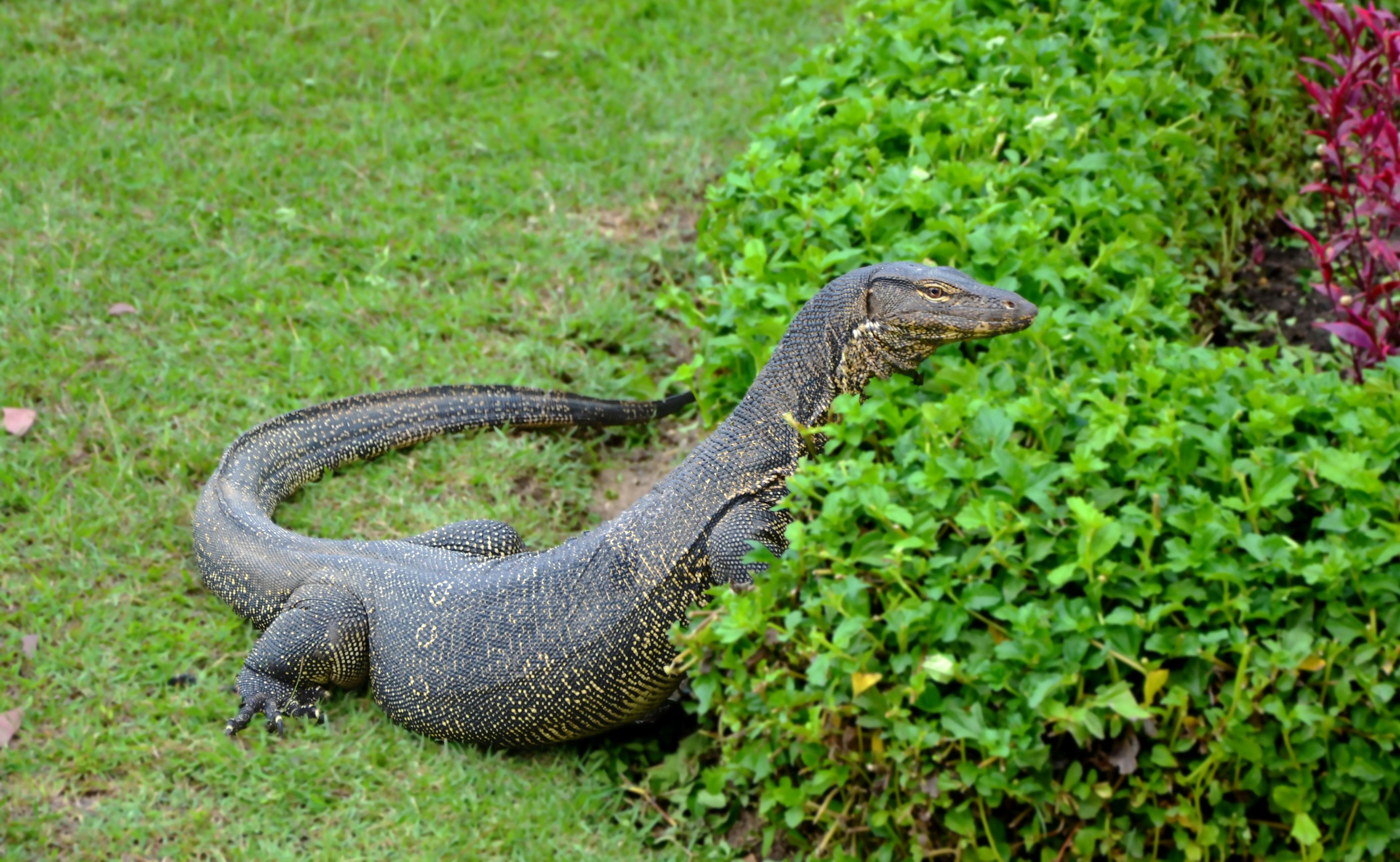 El Varano de Komodo: El reptil más grande del mundo