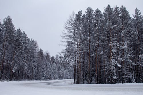 Snow Covered Road Between Coniferous Trees During Winter