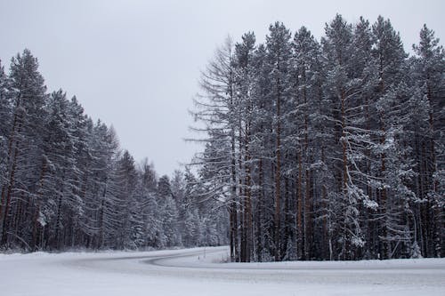 Gratis stockfoto met dennen, ijzig, kou