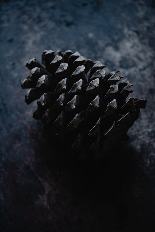 Black Pine Cone on Black Surface