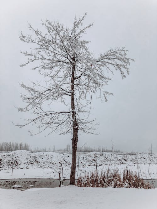 A Snow Covered Leafless Tree During Winter