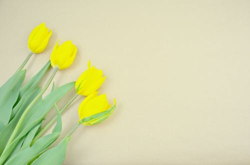 Free Yellow Tulips Stock Photo