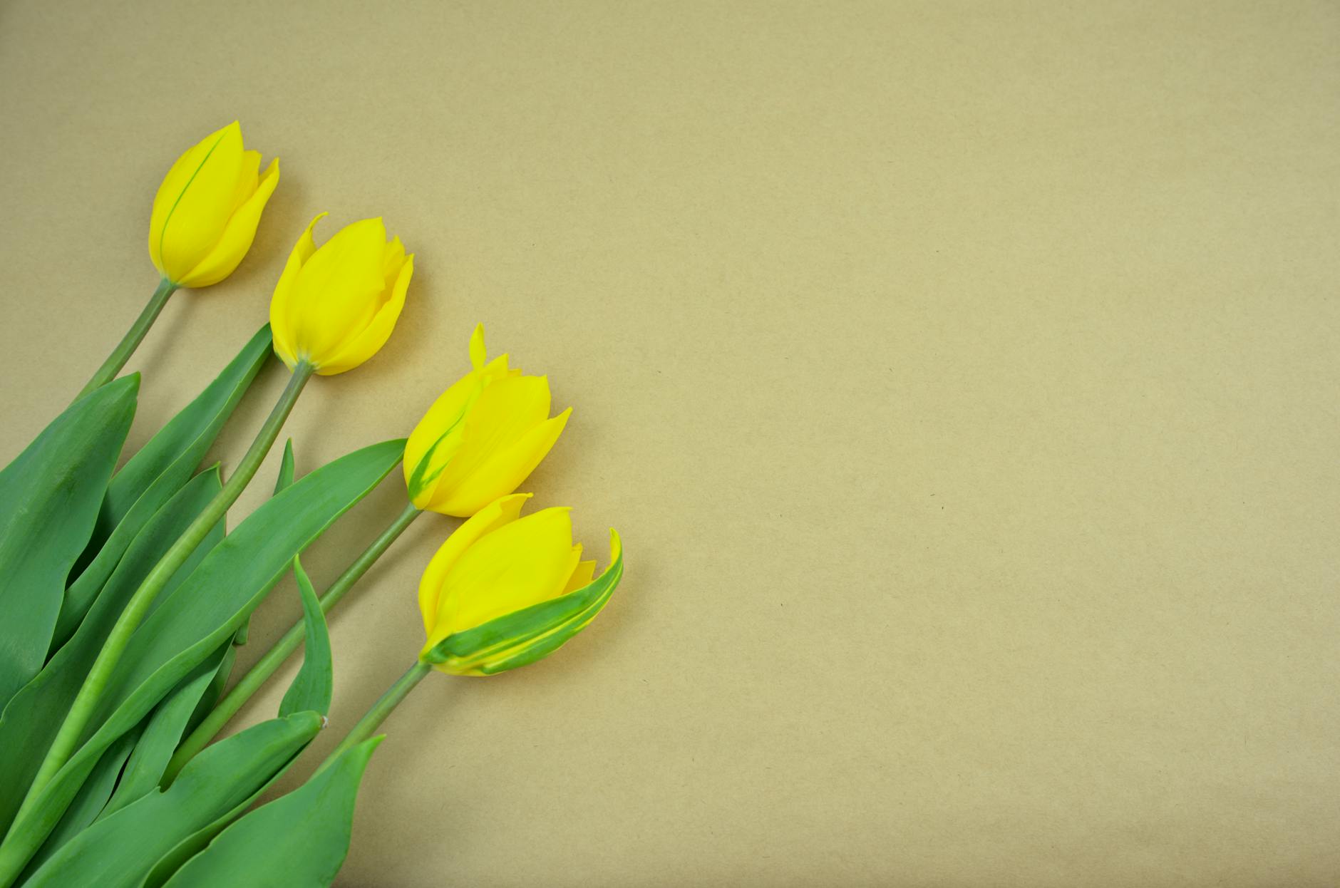 A beautiful arrangement of yellow tulips with ample copy space on a neutral backdrop, perfect for spring themes.