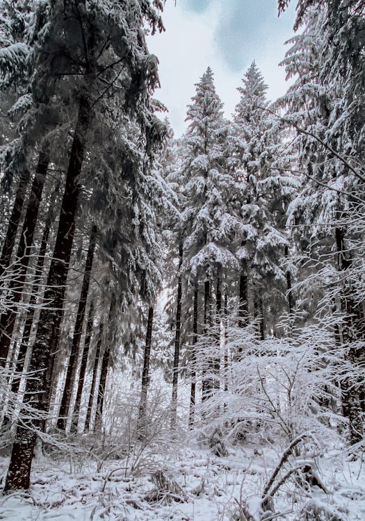 Snow Covered Trees