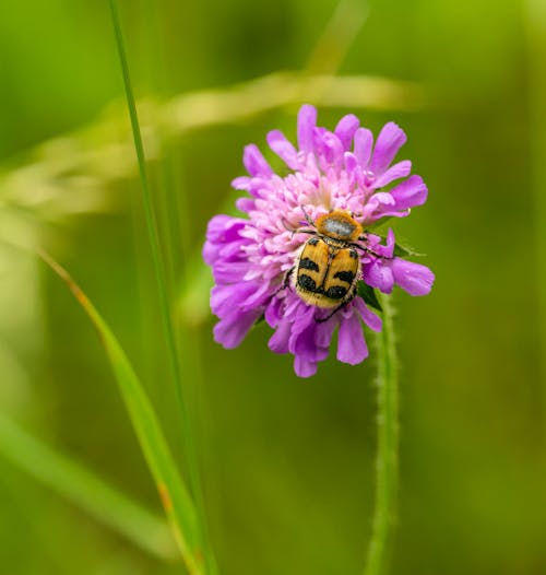 Purple Flower in Tilt Shift Lens