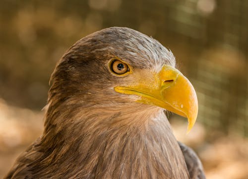 Brown and Gray Eagle in Close Up Photography