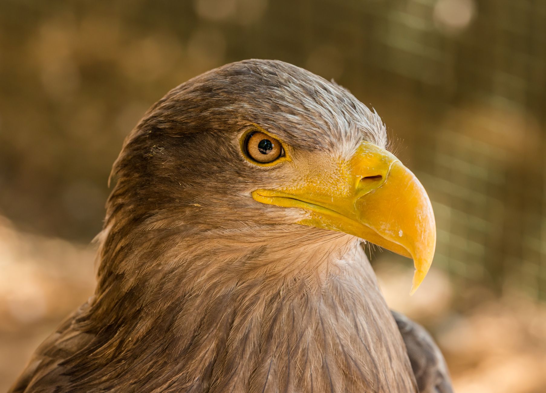 National Animals of Every European Country: The Complete Guide (2026)