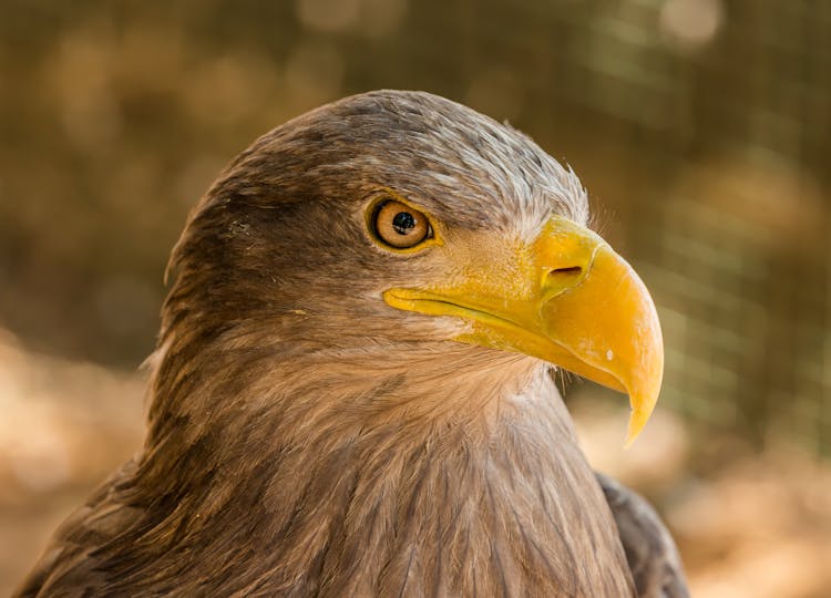 Brown And Gray Eagle In Close Up Photography