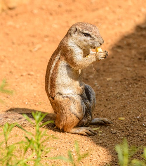 Free Brown and White Squirrel on Brown Soil Stock Photo