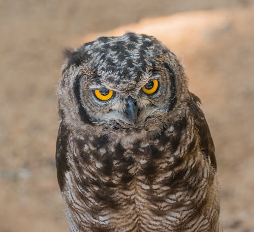 Brown and Black Owl in Close Up Photography