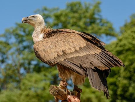 Detailed portrait of a griffon vulture perched outdoors, showcasing its striking feathers and alert demeanor.