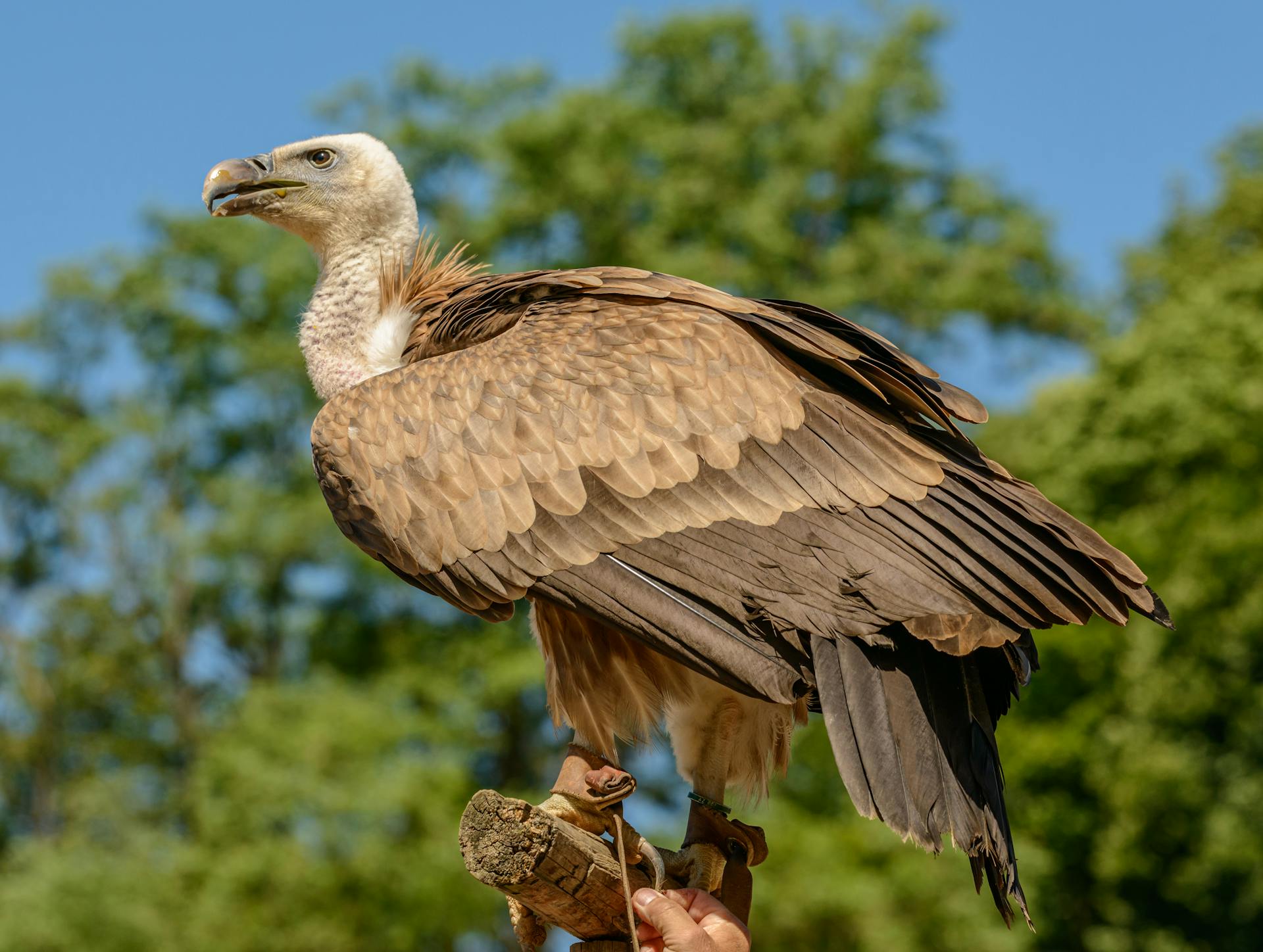 Griffon Vulture