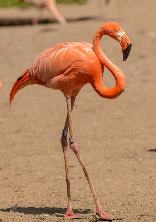 Pink Flamingo on Sand