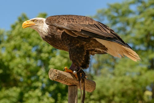 깃털, 대머리 독수리, 독수리의 무료 스톡 사진