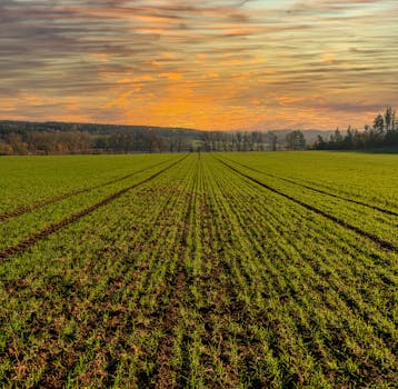 Expansive green field under a dramatic sunset sky, showcasing rural beauty.