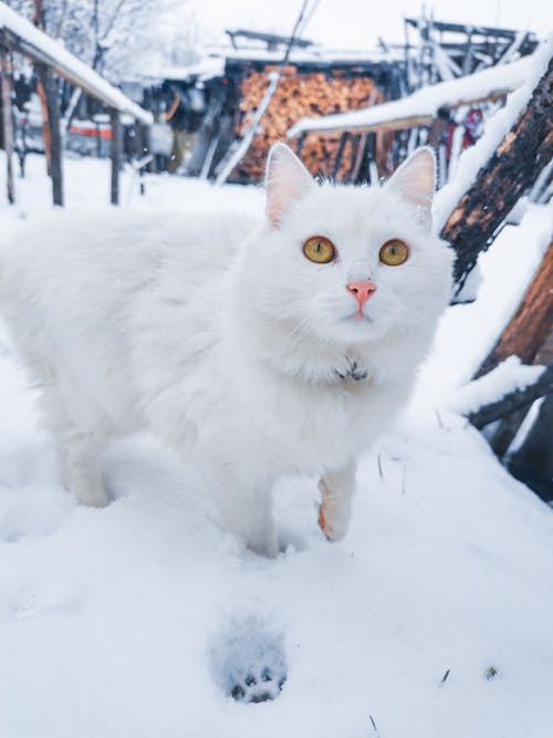 고양이, 고양잇과 동물, 눈의 무료 스톡 사진