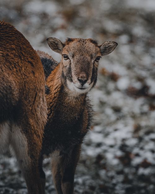 Free Captivating portrait of a sheep in a winter landscape, highlighting its natural beauty. Stock Photo