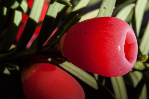 Detailed macro shot of a vibrant red yew berry on a conifer branch, showcasing natural beauty.