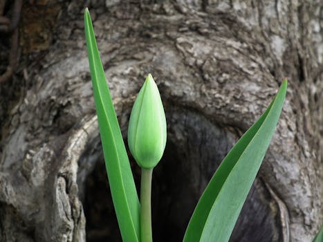 Green Bud Leafed Plant