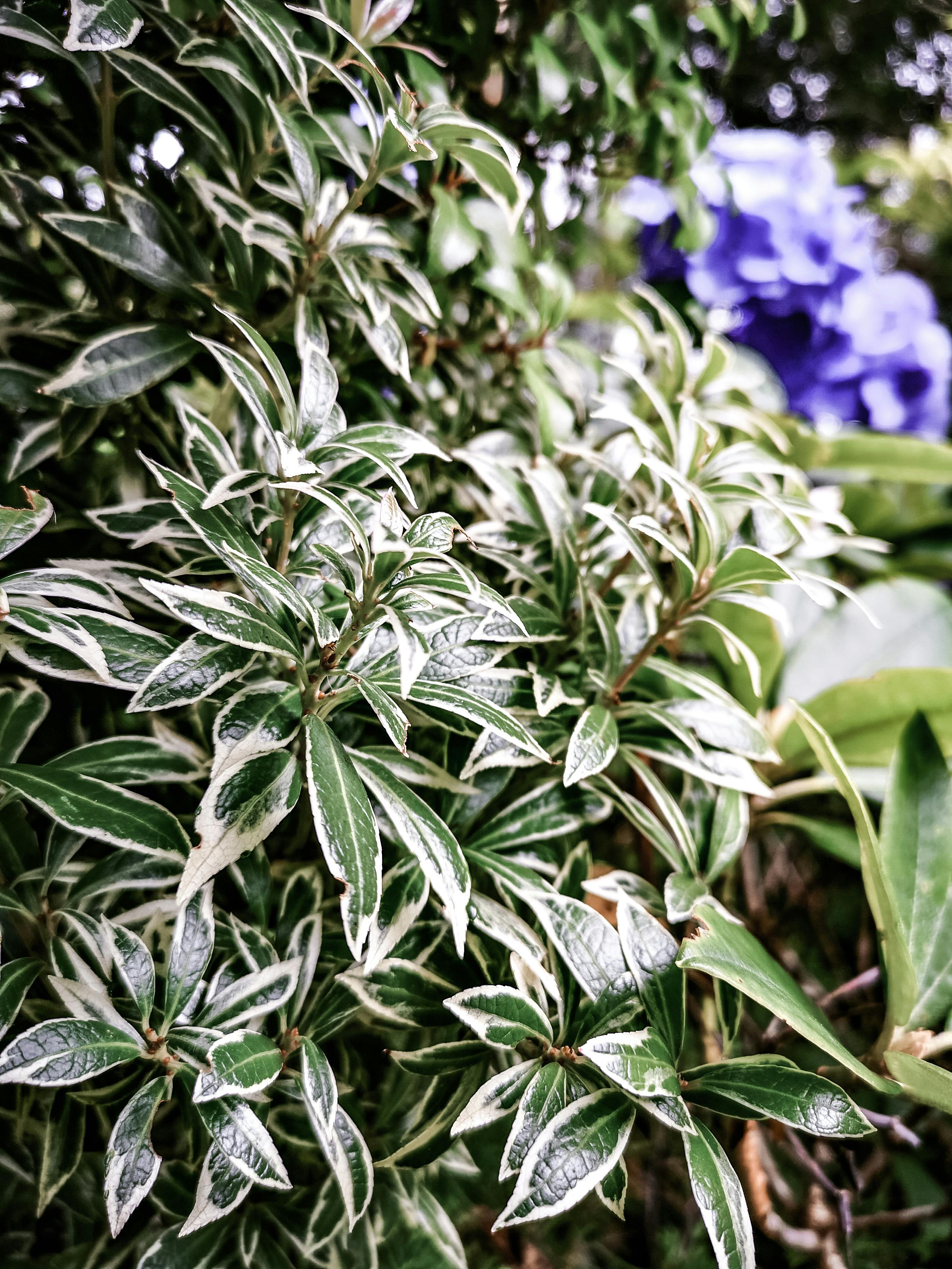healthy_evergreen_shrubs_uk_garden_summer