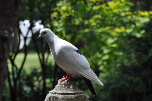 Shallow Focus Photo of a Domestic Turtledove