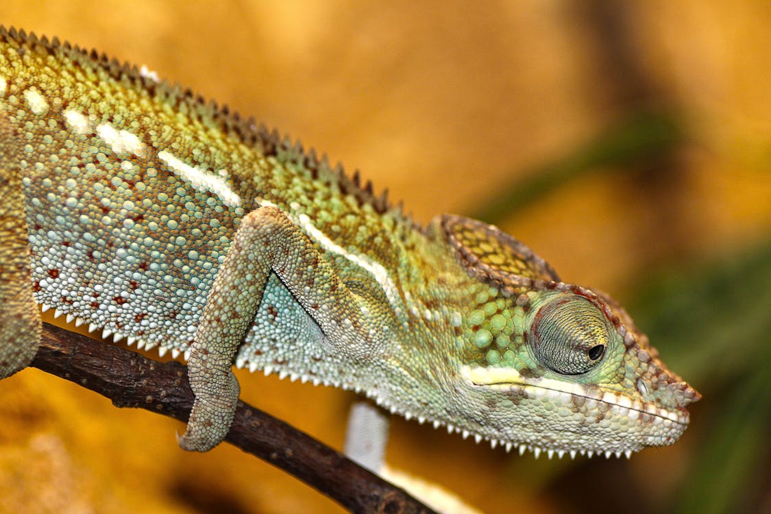 Free Green and Gray Chameleon Stock Photo