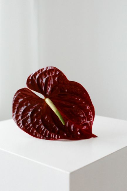 Close-up of a vibrant red Anthurium flower elegantly displayed on a white surface.