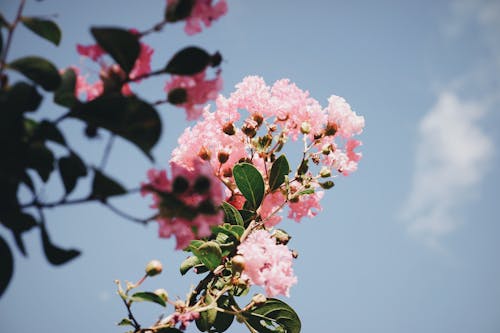 Foto profissional grátis de aumento, de flores, delicado