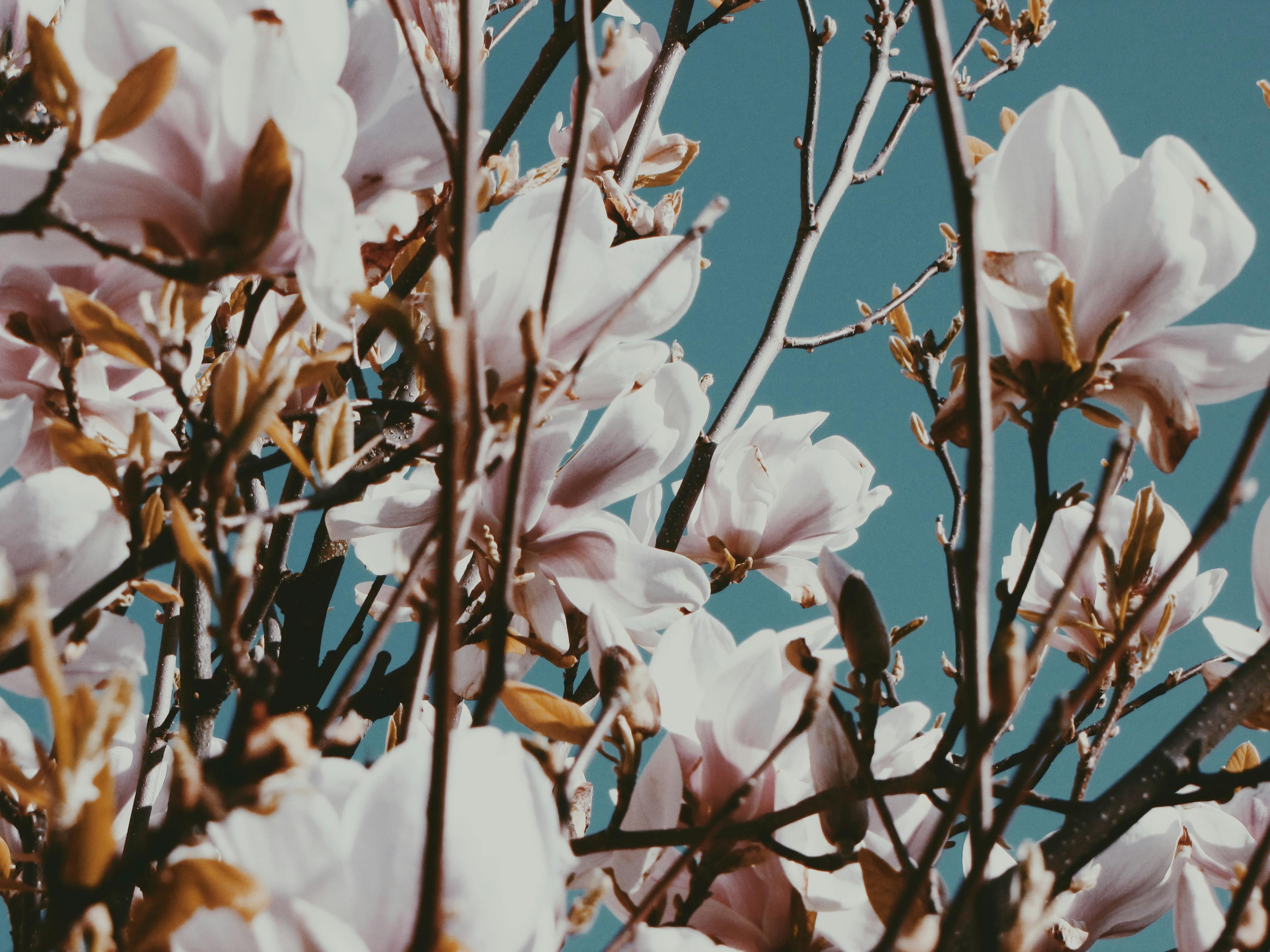 Magnolia’s AAA Hobbies To Close 2026 (Second Half). Iconic Hobby- Craft Emporium — Photo by Sandra  Gagiliene on Pexels