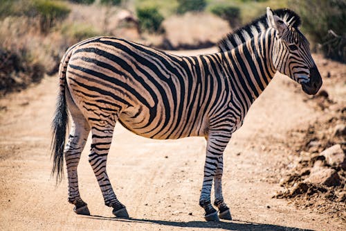 Zebra Walking on Brown Sand