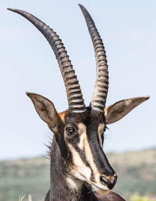 Photo of a Thomson's Gazelle
