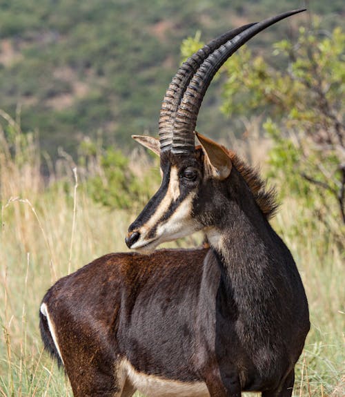 Kostenloses Stock Foto zu afrika, antilope, draußen