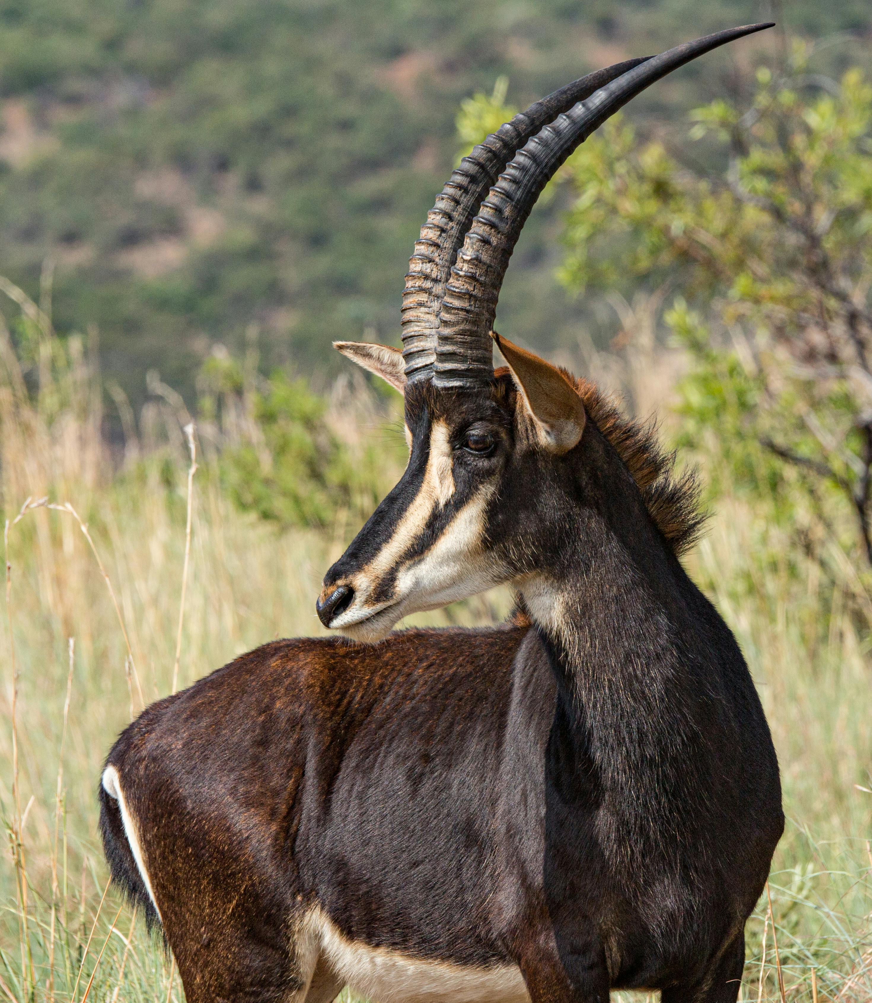 Photo of a Thomson's Gazelle · Free Stock Photo