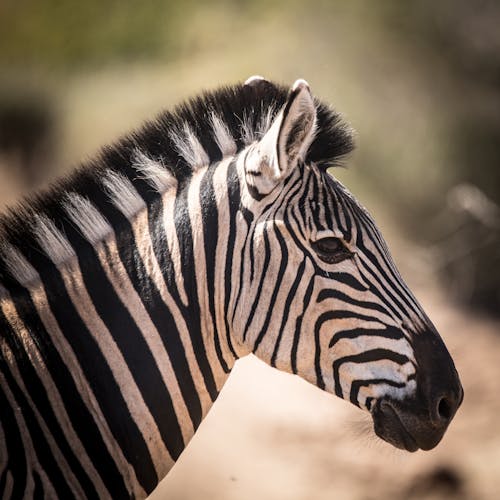 Free Close Up Shot of a Zebra Stock Photo