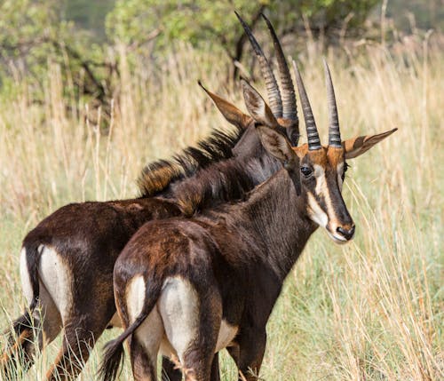 Close-Up Photo of Two Antelopes with Long Horns