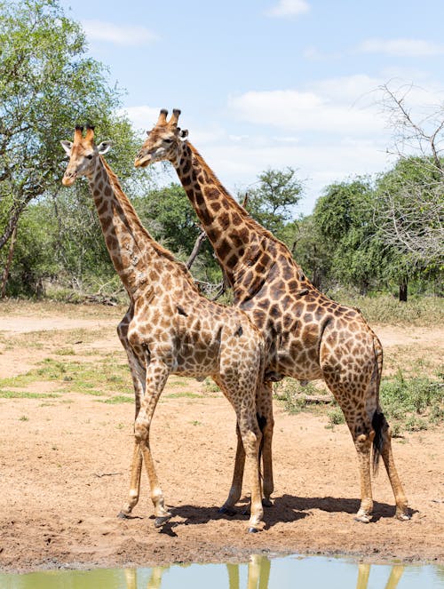 2 Giraffe Standing on Brown Field