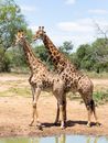 2 Giraffe Standing on Brown Field
