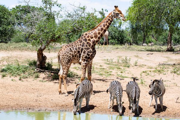 Giraffe and zebras at a waterhole, Serengeti