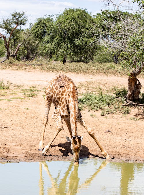 Brown Giraffe on Drinking on the Lake