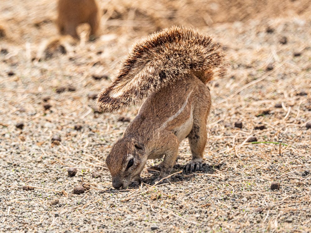 Immagine gratuita di animale, carino, coda