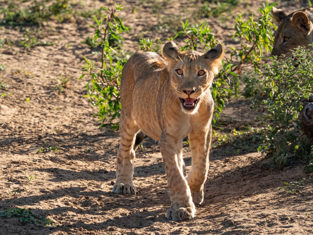Brown Lioness on Brown Soil