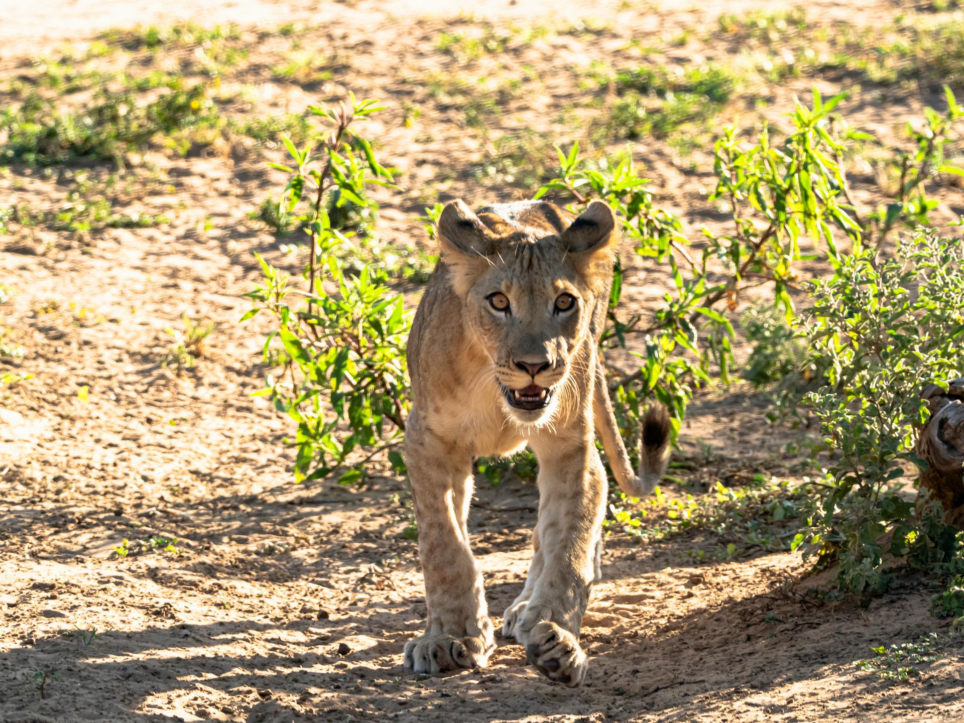 Brown Lioness Walking on Brown Soil