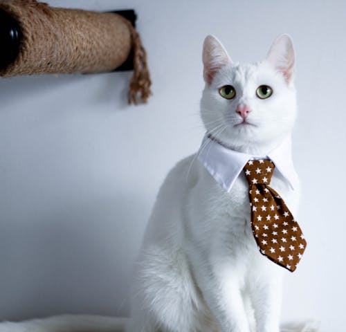 Free White Cat Wearing a Brown Necktie Stock Photo