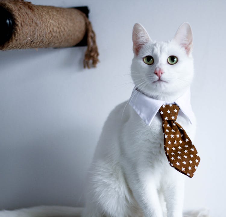 White Cat Wearing A Brown Necktie