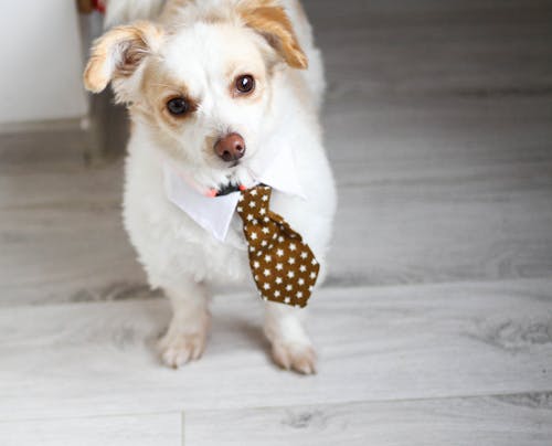 White and Brown Short Coated Puppy Wearing White and Red Polka Dot Necktie