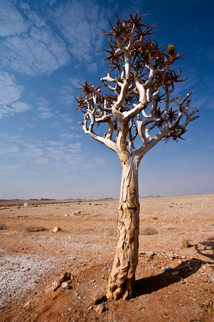 Lone Quiver Tree In Desert