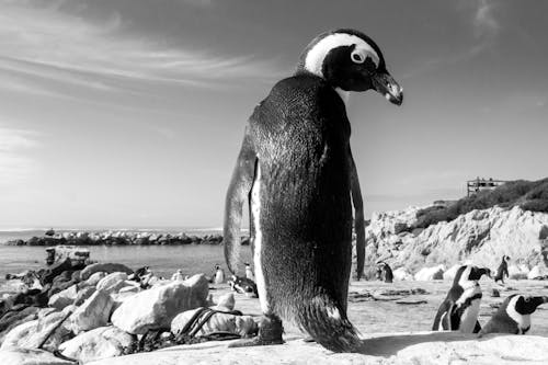 Miễn phí Ảnh lưu trữ miễn phí về cận cảnh, Chân dung, chim cánh cụt Ảnh lưu trữ